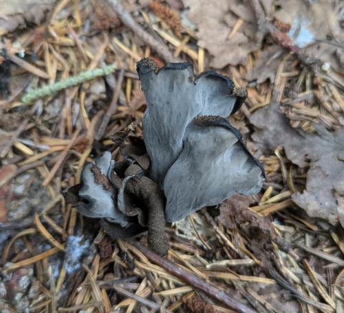 Craterellus cornucopioides