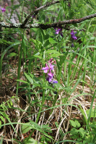 Image of Lathyrus komarovii by (c) Oleg Kosterin, some rights reserved (CC BY)