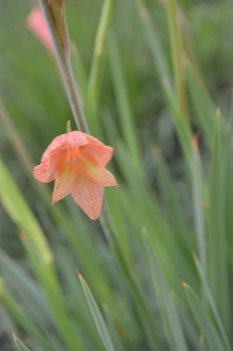 Image of Gladiolus antholyzoides by (c) Hildegard Klein, some rights reserved (CC BY)