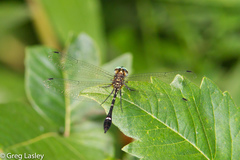 Macrothemis inequiunguis
