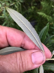 Salix candida
