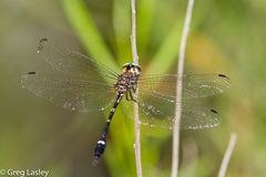 Macrothemis inequiunguis