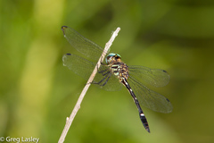 Macrothemis inequiunguis