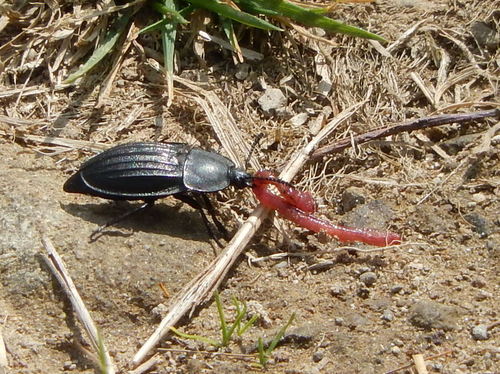 Silpha carinata, photo 4 of 10