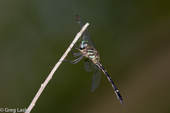 Macrothemis inequiunguis