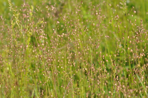 Kiškio ašarėlės nuotrauka