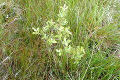 Salix aurita