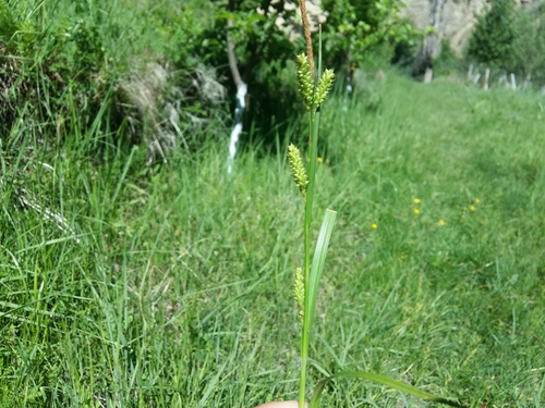 Carex diluta