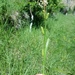 Carex diluta - Photo (c) ramazan_murtazaliev, algunos derechos reservados (CC BY-NC)