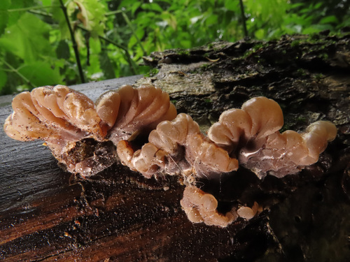 Tripe Fungus