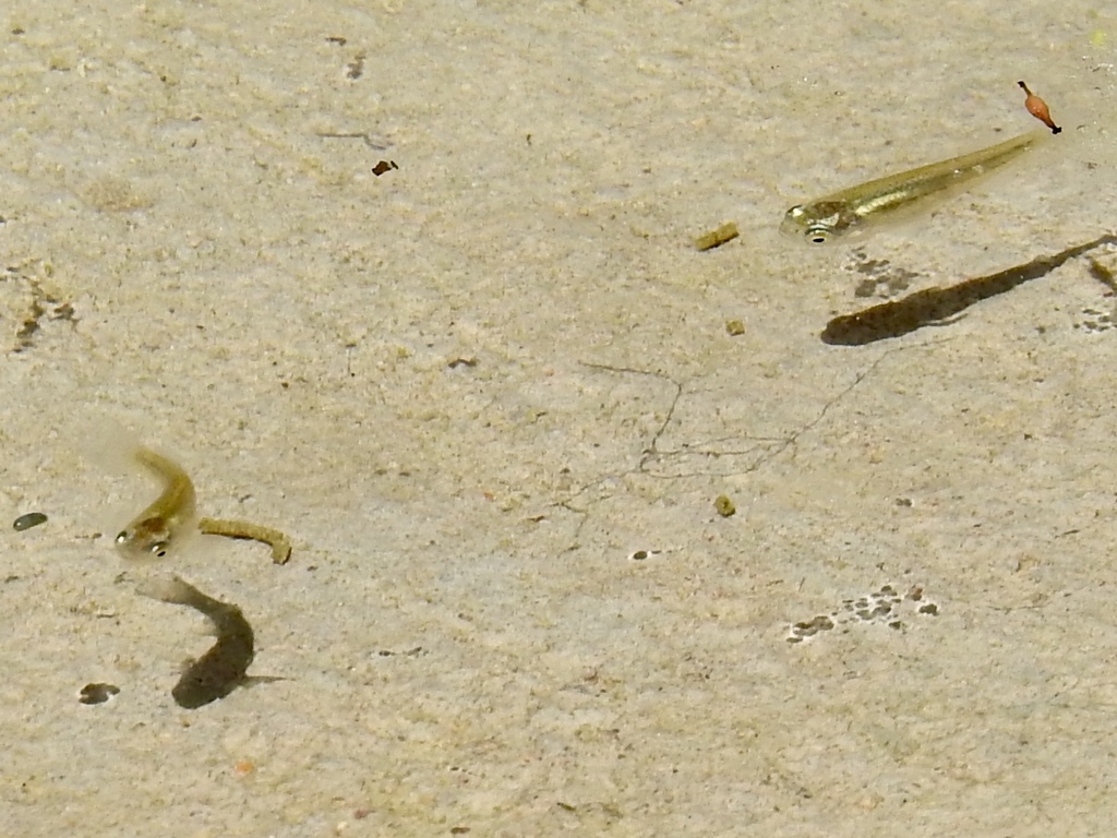 Pahrump Poolfish