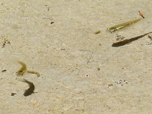 Empetrichthys latos