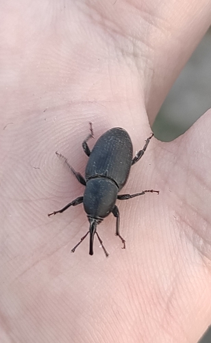 Sphenophorus abbreviatus