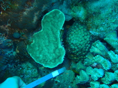 Porites astreoides