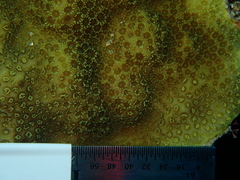Porites astreoides