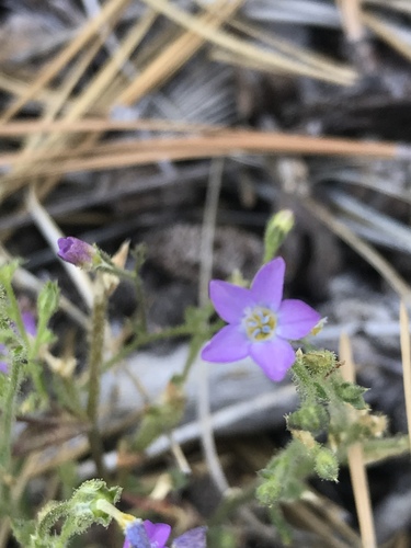 Coastal gilia (Gilia diegensis)