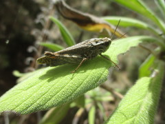 Calliptamus plebeius