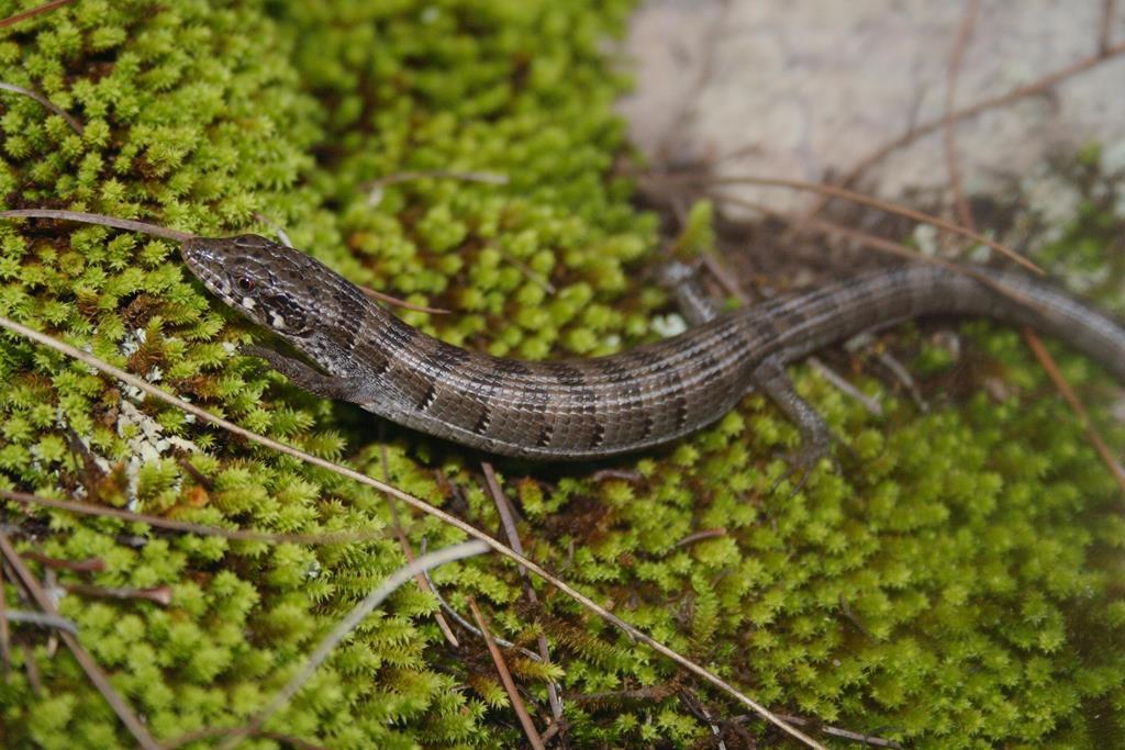 Arizona Alligator Lizard