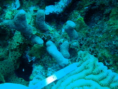 Porites porites