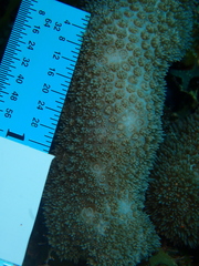 Porites porites