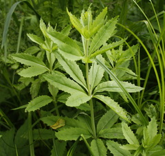 Hylotelephium verticillatum