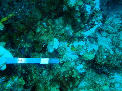 Porites porites