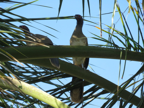 Chachalaca pálida