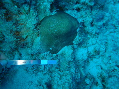 Stephanocoenia intersepta