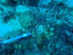 Porites astreoides