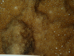 Porites astreoides