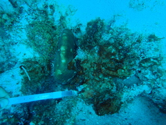 Stephanocoenia intersepta