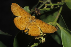 Emesis vulpina