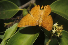 Emesis vulpina