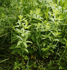 Hylotelephium verticillatum