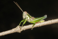 Phaulotettix huastecus