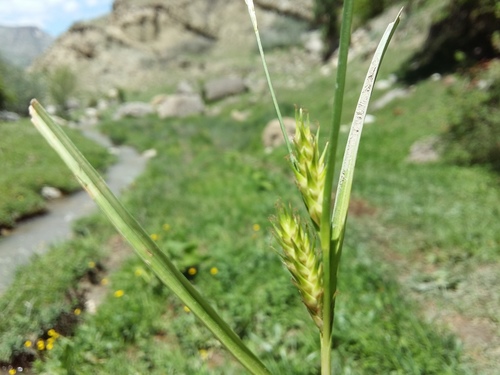 Carex hordeistichos
