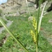 Carex hordeistichos - Photo (c) ramazan_murtazaliev, some rights reserved (CC BY-NC), uploaded by ramazan_murtazaliev
