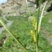 Carex hordeistichos - Photo (c) ramazan_murtazaliev, algunos derechos reservados (CC BY-NC), subido por ramazan_murtazaliev