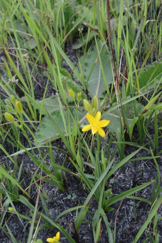Image of Hypoxis filiformis by (c) Hildegard Klein, some rights reserved (CC BY)