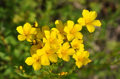 Linum flavum