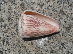 Conus princeps