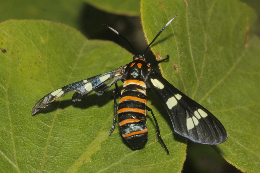 Black-banded Wasp Moth