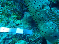 Porites astreoides