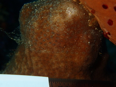 Porites astreoides