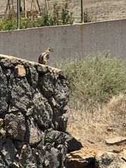 Atlantoxerus getulus