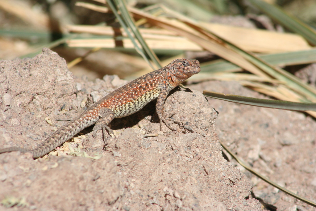 Constanze's Tree Iguana