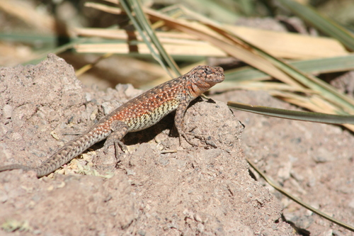 Constanze's Tree Iguana