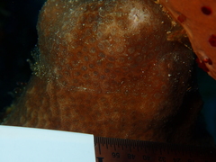 Porites astreoides