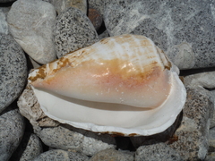 Titanostrombus galeatus