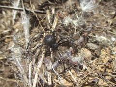 Latrodectus tredecimguttatus